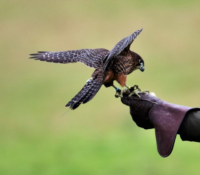 Кречет Falco rusticolus