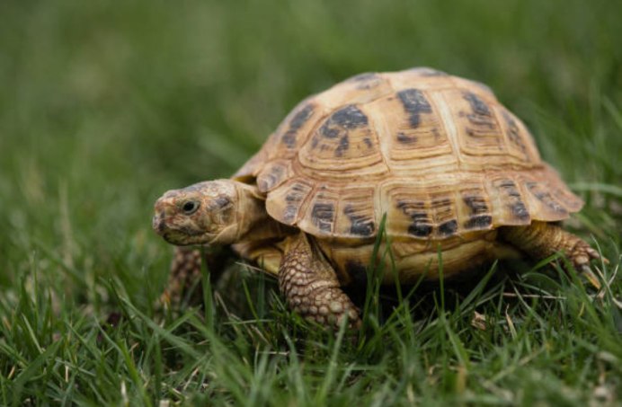 Русские Черепашки