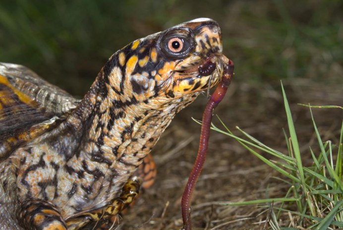 Еда для черепах