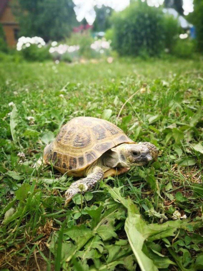 Красноухая черепаха