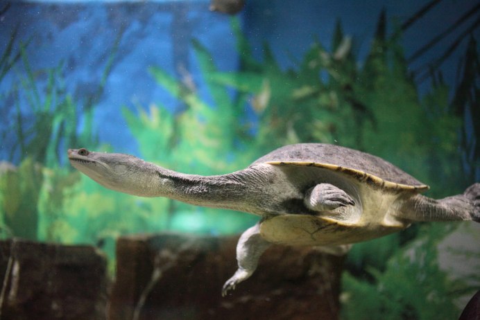 Что едят черепахи