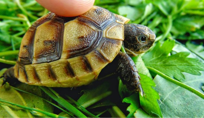 Среднеазиатская черепаха питание
