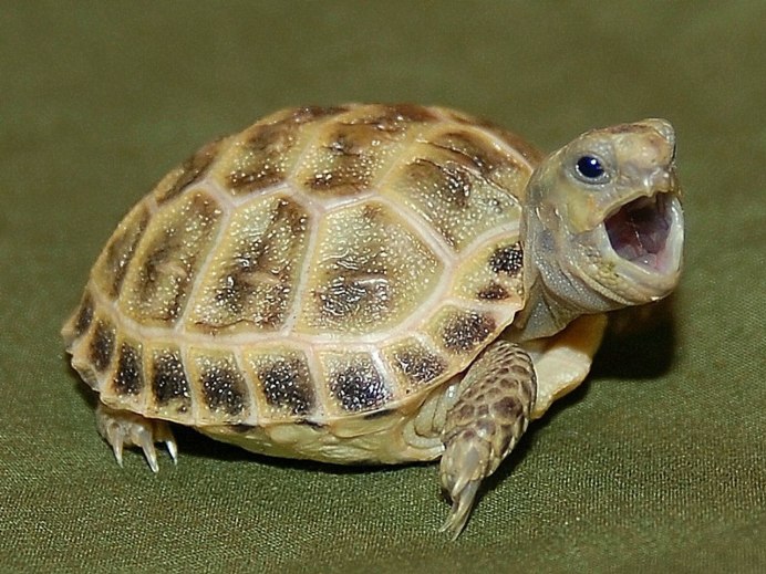 Среднеазиатская черепаха пол