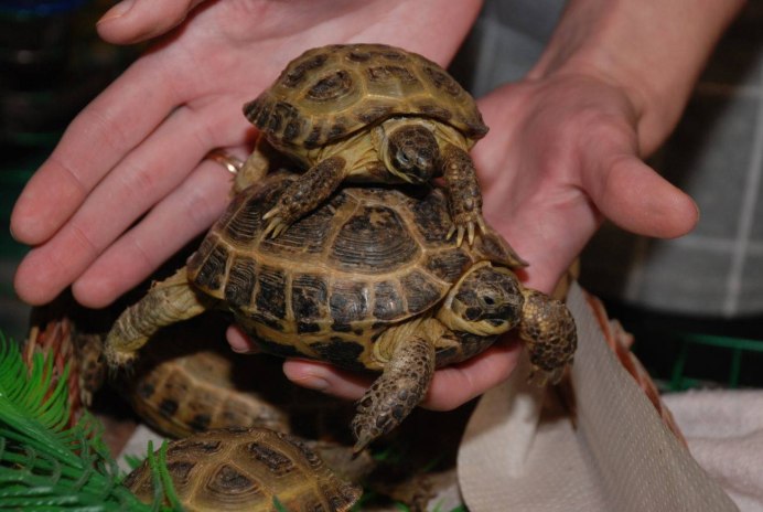 Черепашка в траве