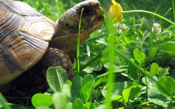 Черепахи домашние