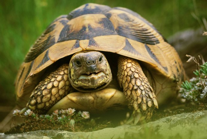 Черепаха ест траву