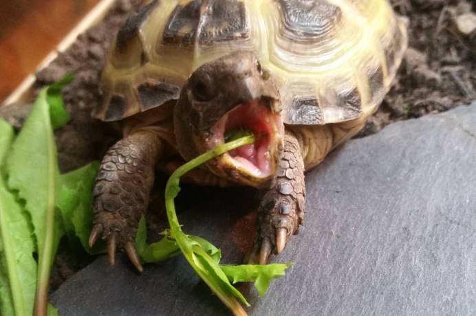 Европейская Болотная черепаха