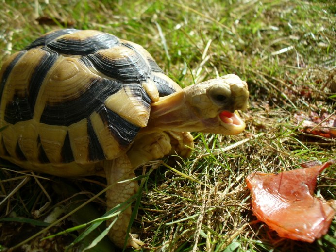 Карликовая черепаха