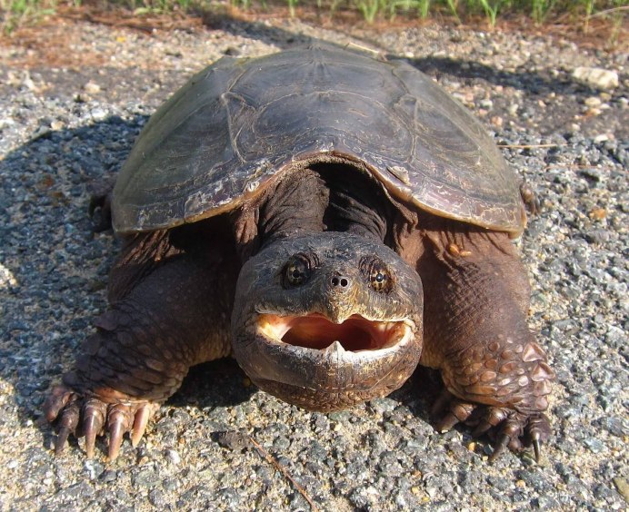 Черепахи Хищные травоядные и всеядные