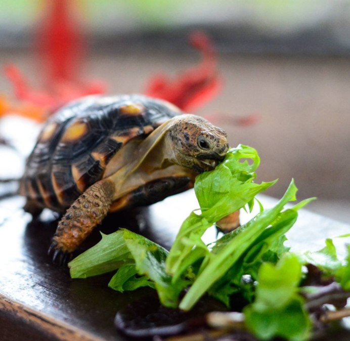 Среднеазиатская сухопутная черепаха