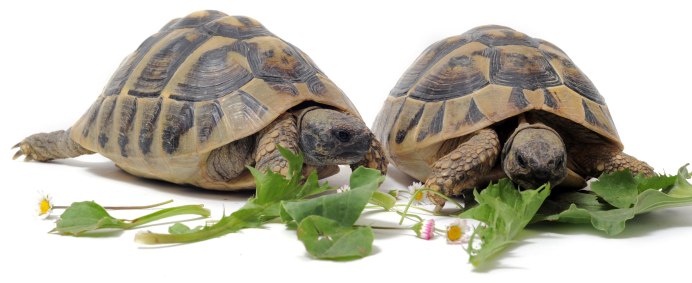 Что едят черепахи