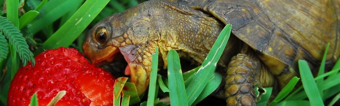 Сухопутная черепаха питание среднеазиатских