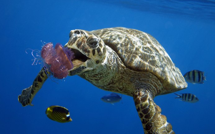 Корм Тортилла для черепах сухопутных