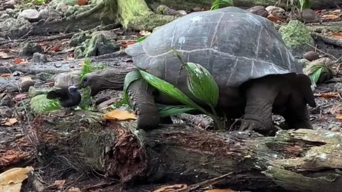 Пустынный Западный Гофер