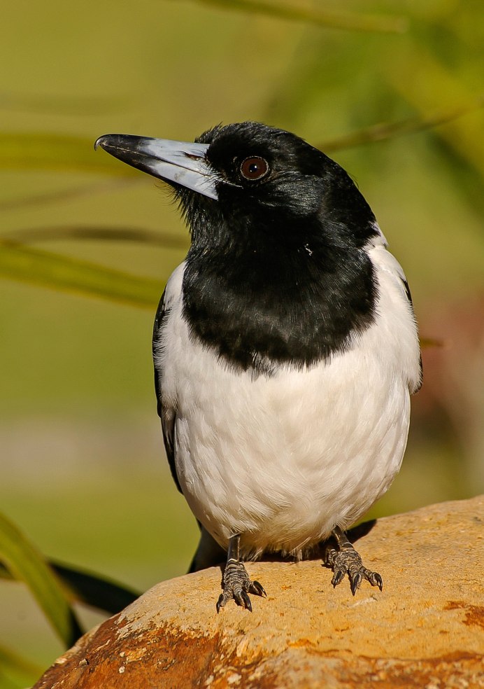 Белая лазоревка (Parus cyanus)
