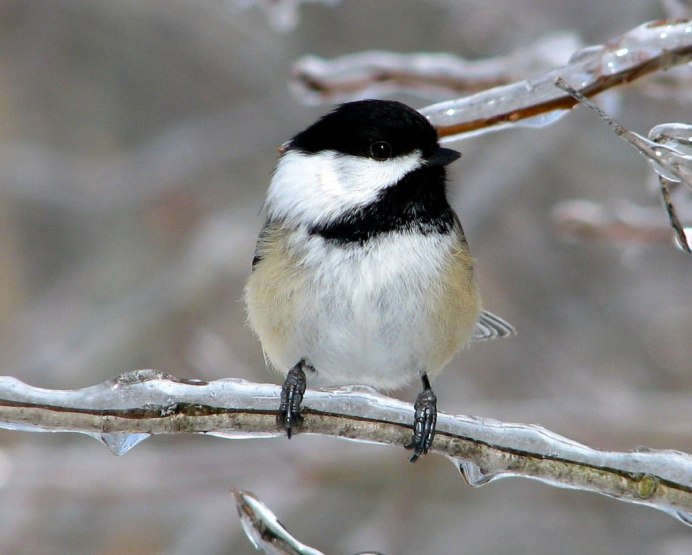 Синица серая (Parus cinereus)