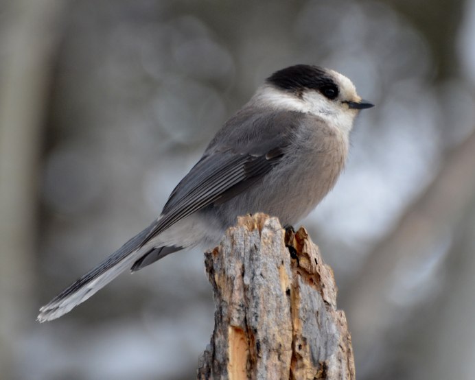 Grallina cyanoleuca