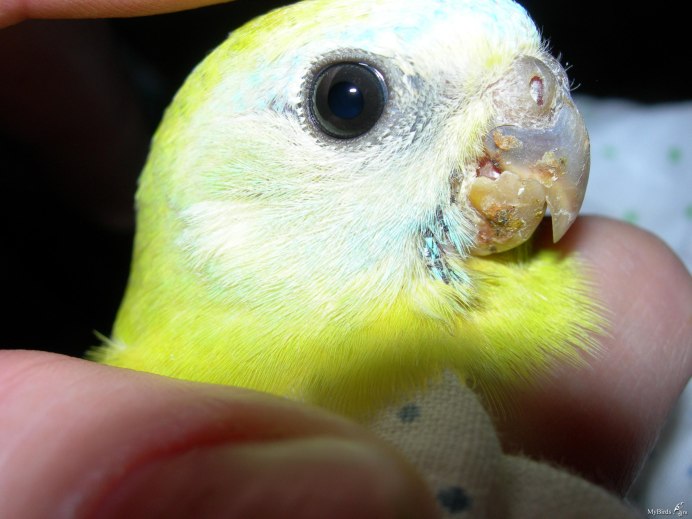 Шишка надвосковице попугая