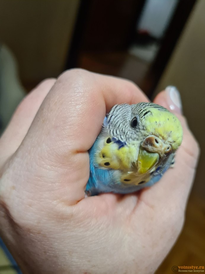 Некроз восковицы у волнистых