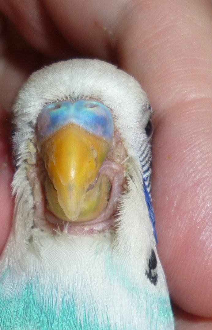 Чешуйки на клюве волнистого попугая