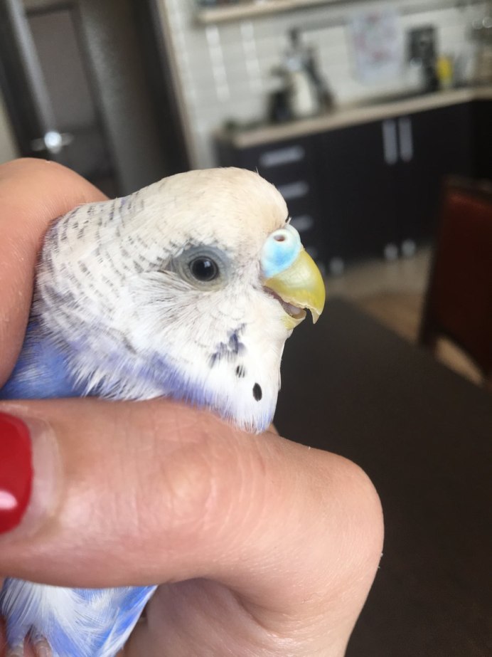 Кератоз у волнистого попугая