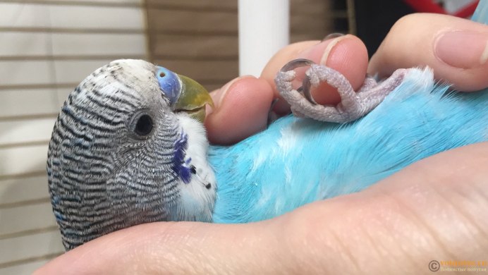 Фото инчантимус попугай