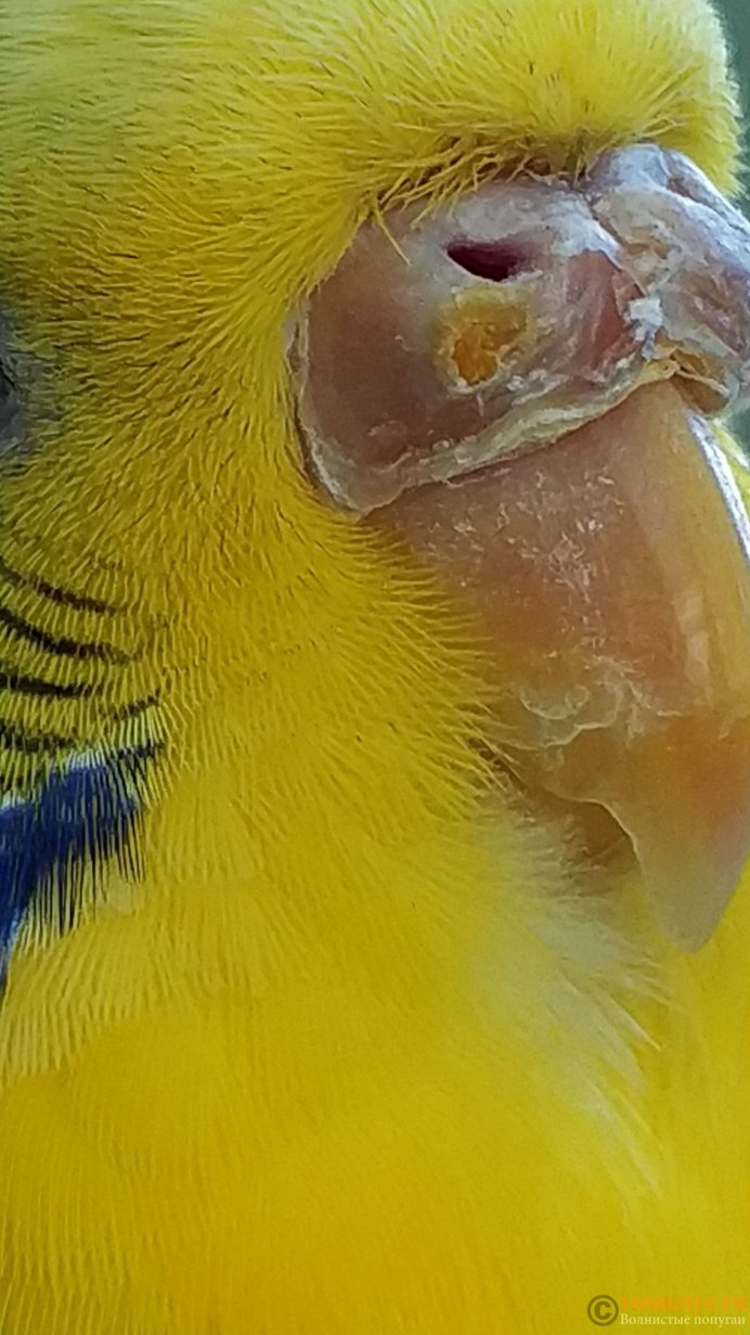 Ресницы у попугаев