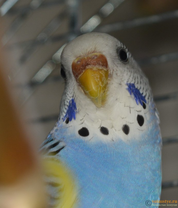 Кнемидокоптоз у попугаев