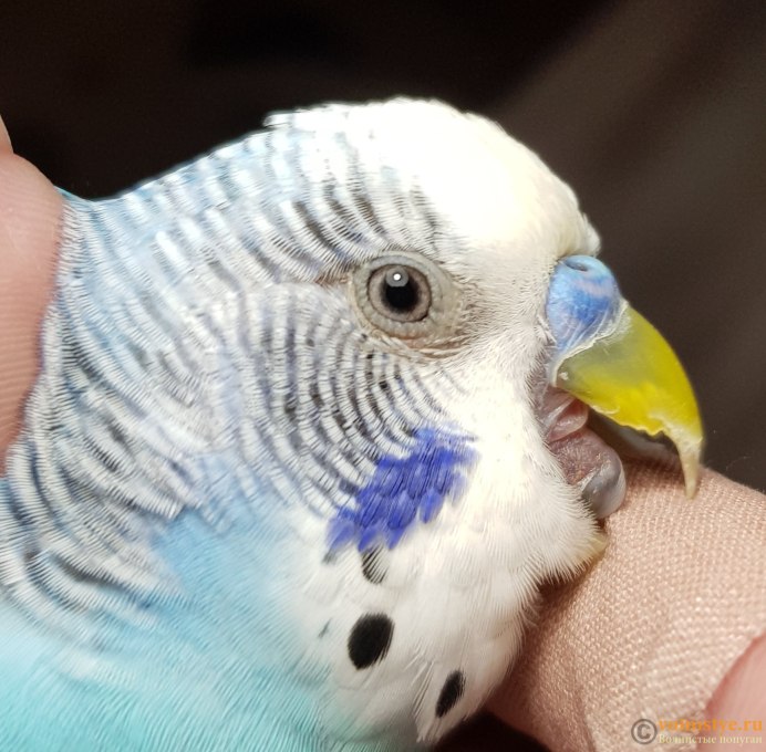 Язычок волнистого попугая