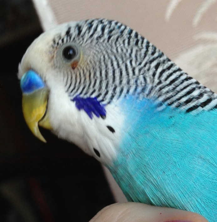 Клюв волнистого попугая норма