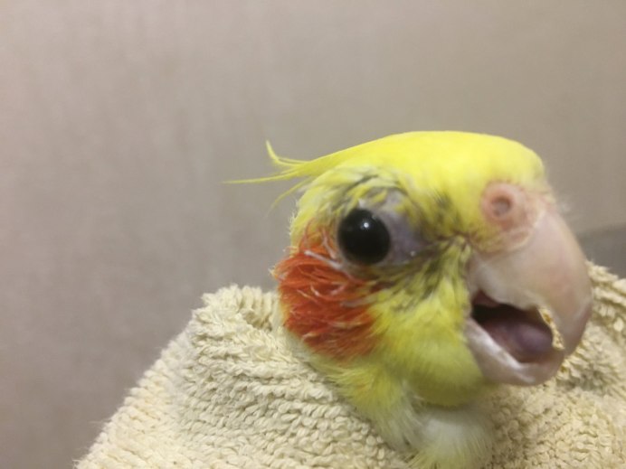 Язык попугая волнистого