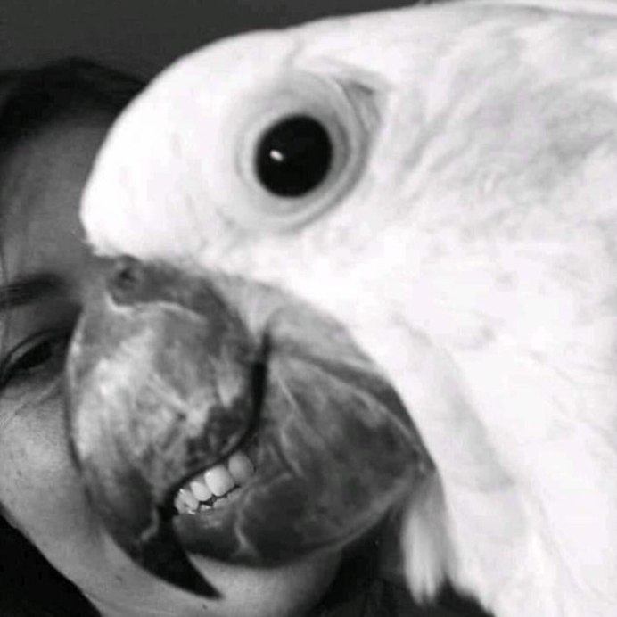 Попугай с зубами Мем