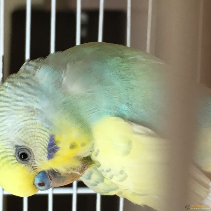 Попугай корелла кусается
