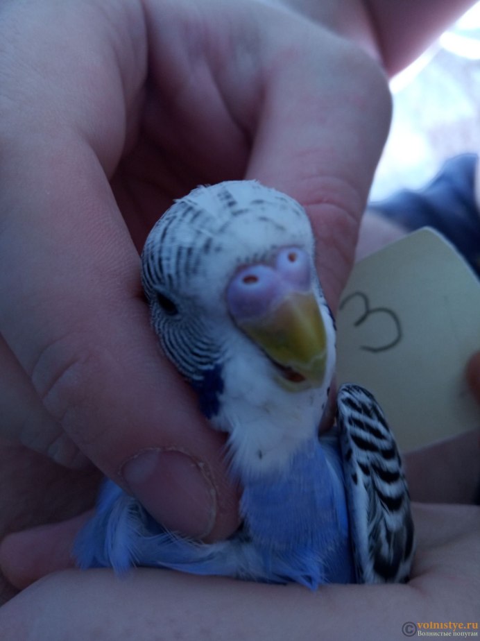 Налет на клюве у волнистого попугая