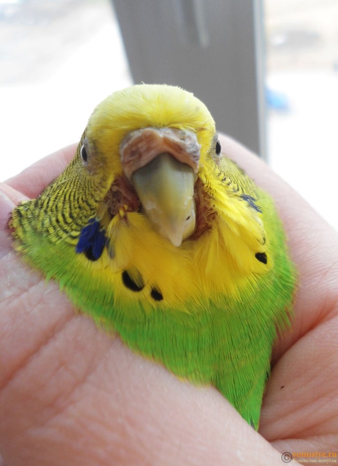 Клювик попугая