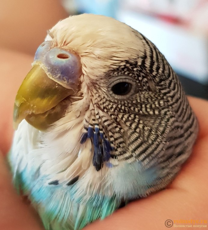 Зубы волнистого попугая