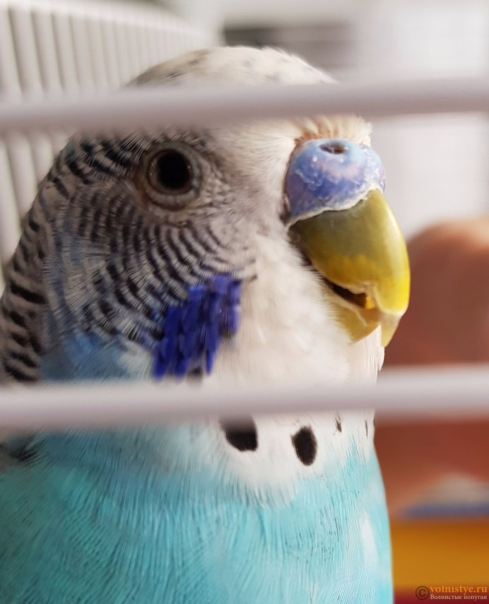 Кнемидокоптоз у попугаев