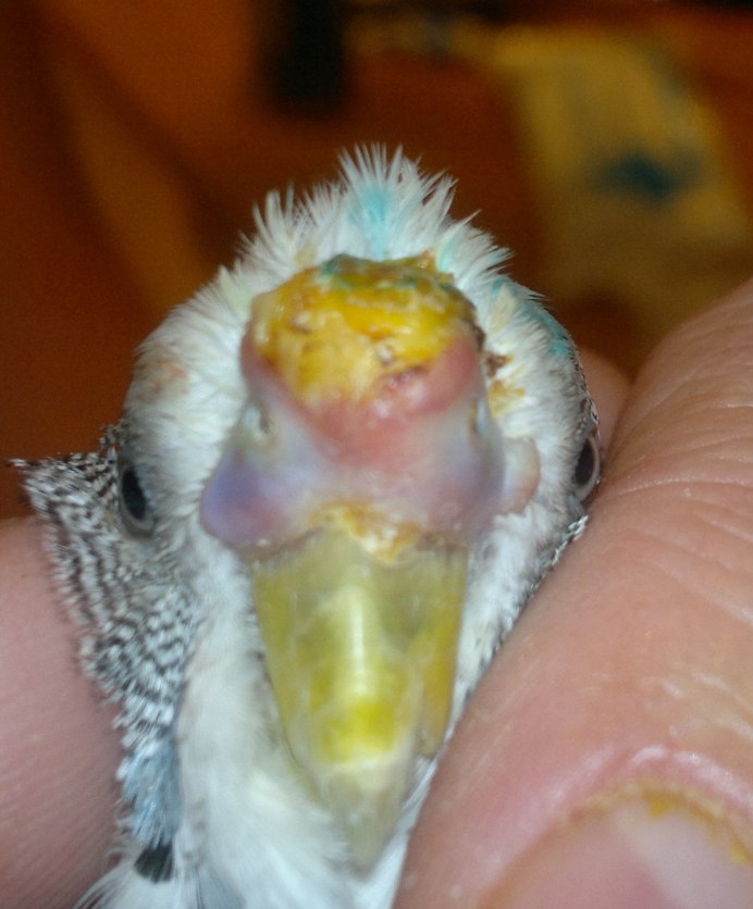 Волнистый попугай с хохолком