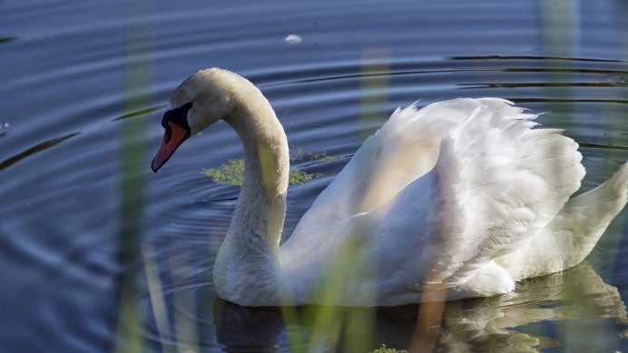 Подвид лебедей