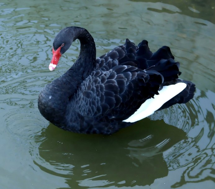 Синие лебеди