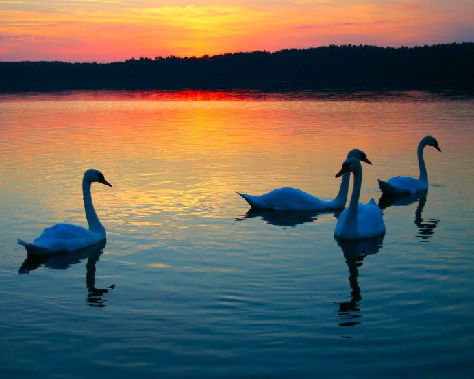 Лебеди на озере