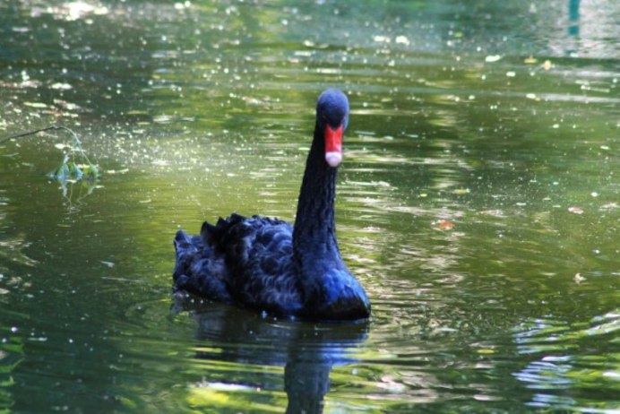 Уварова где живет голубой лебедь