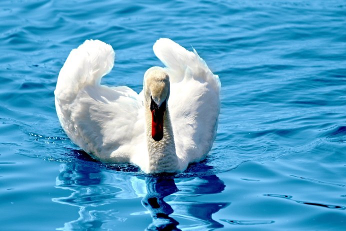 Лебедь плывет