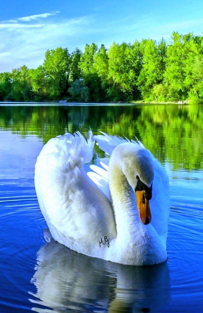 Голубой лебедь