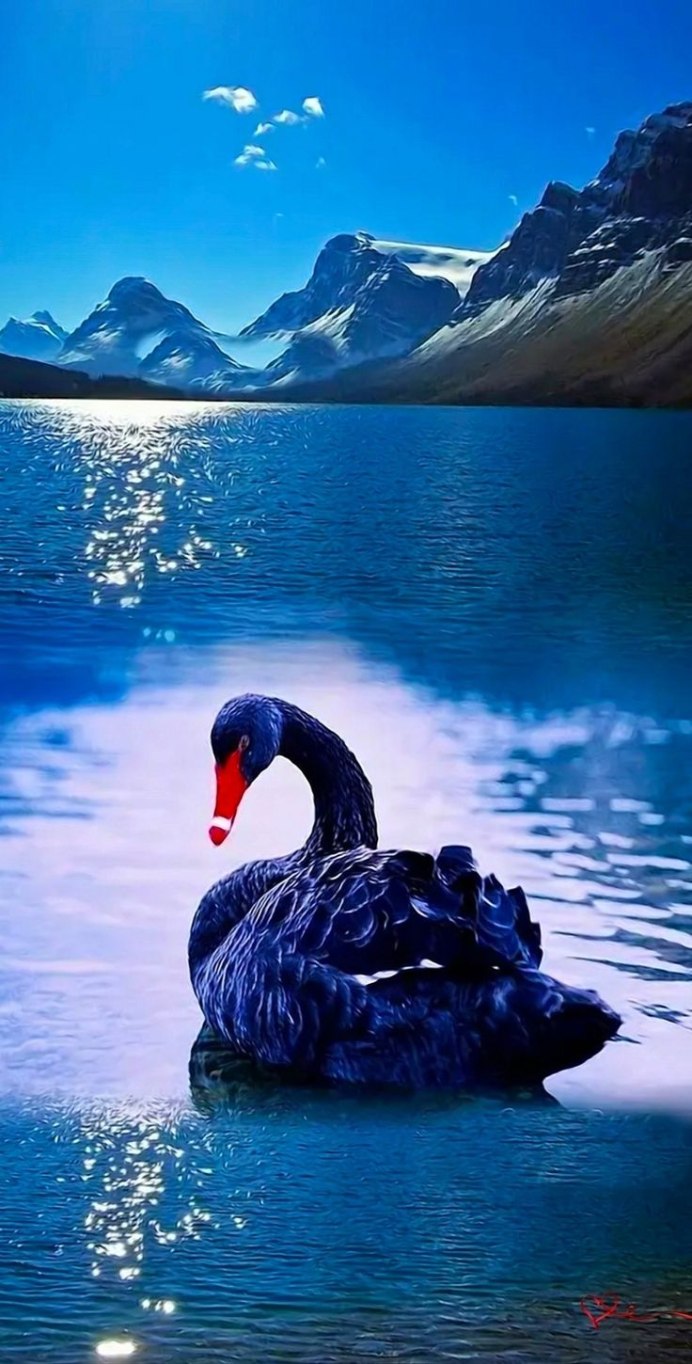 Красивая природа с лебедями