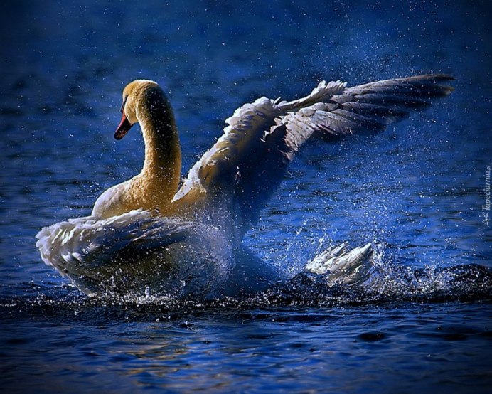 Синие лебеди