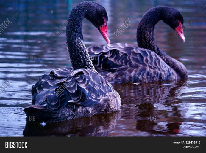 Голубой лебедь