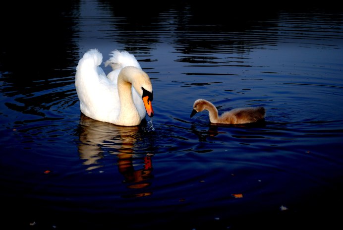 Любовь и лебеди