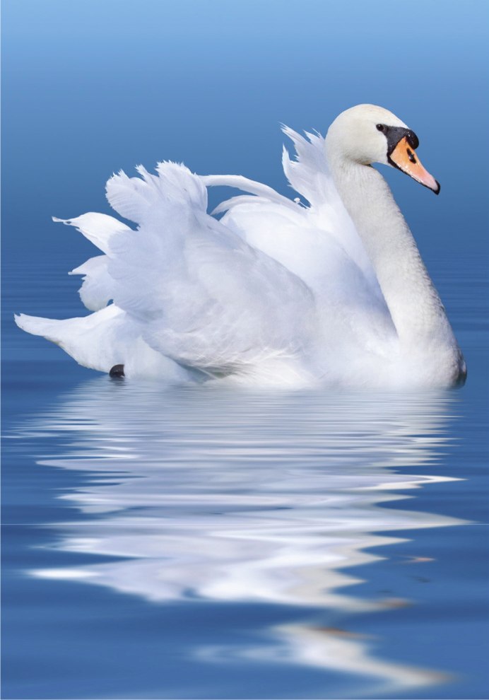 Маленький лебедь черный