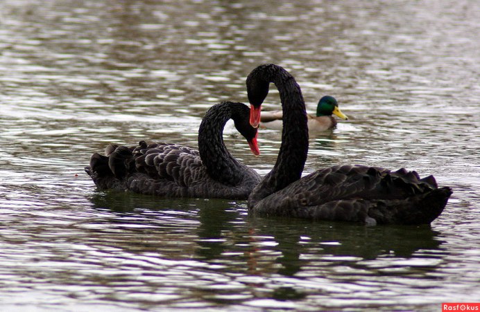 Лебедь-шипун Cygnus olor Gmelin